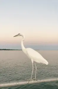 White Heron at White Street Pier Key West Florida