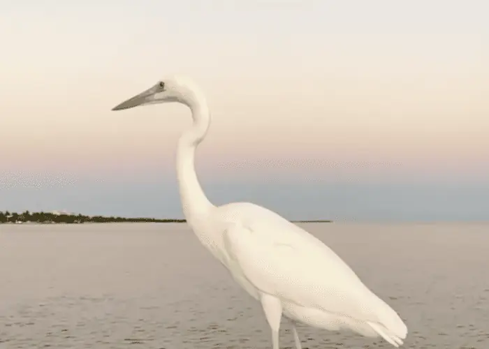 White Heron at White Street Pier Key West Florida